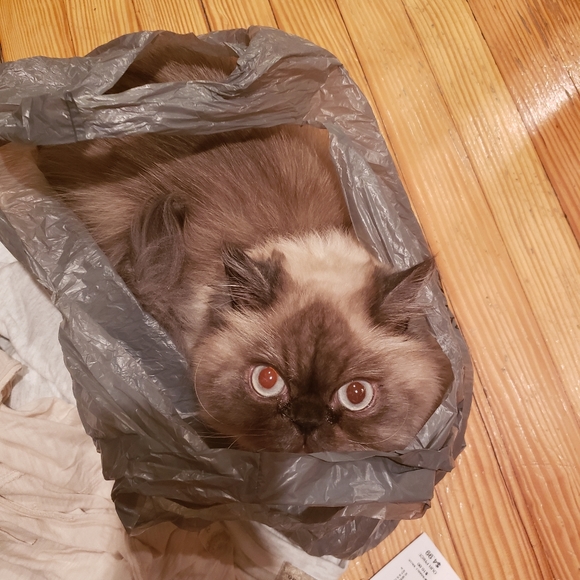 women Accessories - POSH Ambassador!!!